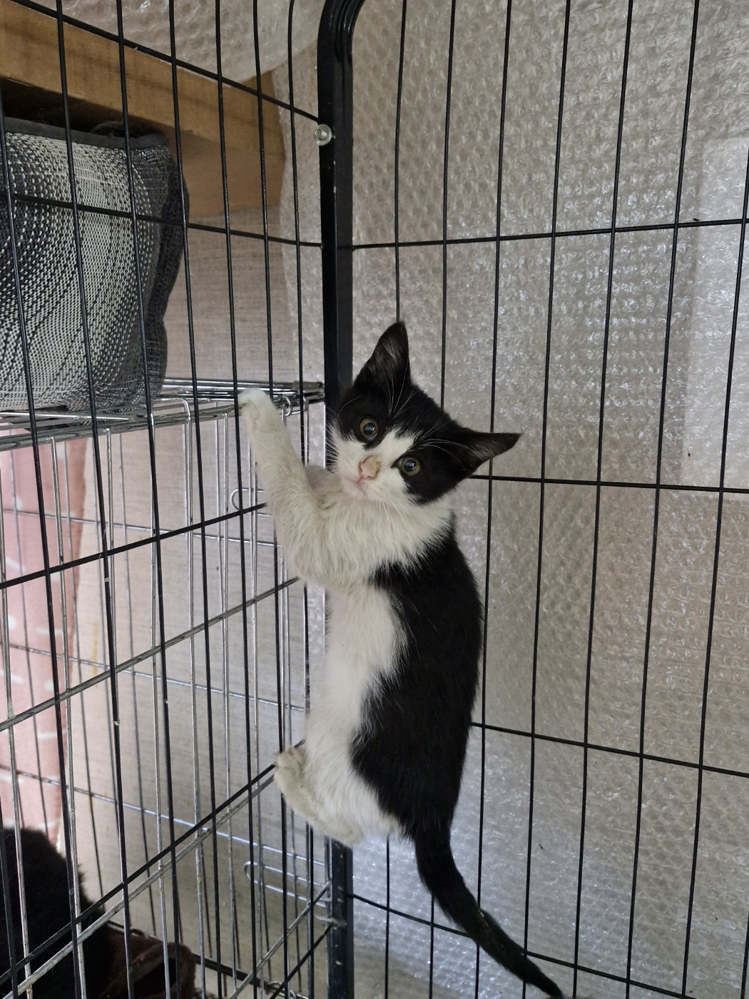 종료(자연사) 한국…